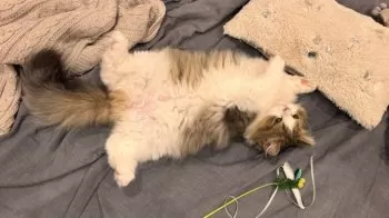 ヘソウェイ 様のお迎えした子猫