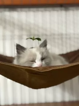 モチモチの牛タン 様のお迎えした子猫