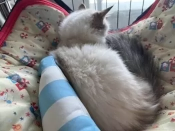 リラ 様のお迎えした子猫