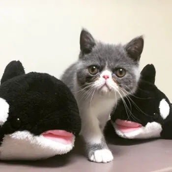 かぼす 様のお迎えした子猫