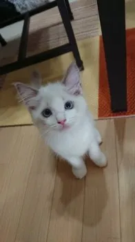 ゆゆ 様のお迎えした子猫