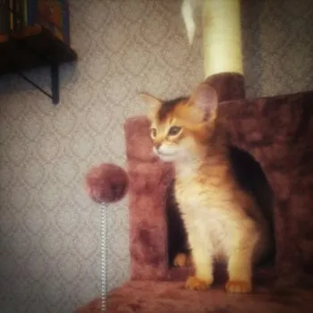 ジーナちゃん 様のお迎えした子猫