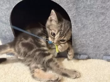 M.S 様のお迎えした子猫