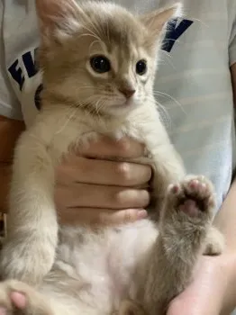 ねここ 様のお迎えした子猫