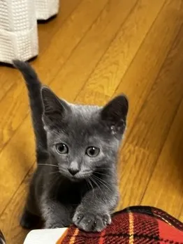 うに 様のお迎えした子猫