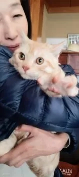 K.T 様のお迎えした子猫