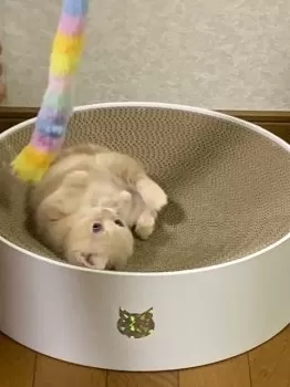 M.S 様のお迎えした子猫