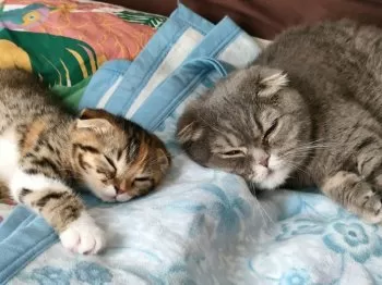 けい 様のお迎えした子猫