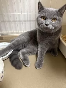もなちゃん 様のお迎えした子猫