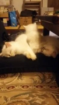 tone 様のお迎えした子猫