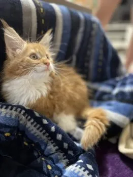 さとりおー 様のお迎えした子猫