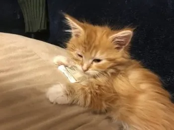 ガンちゃん 様のお迎えした子猫