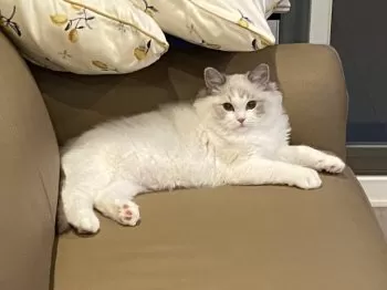 リン 様のお迎えした子猫