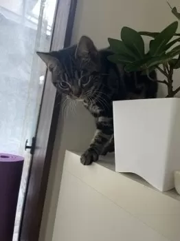 M.N 様のお迎えした子猫