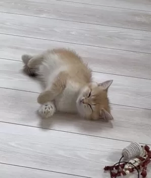 G.H 様のお迎えした子猫