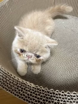 ゆき 様のお迎えした子猫