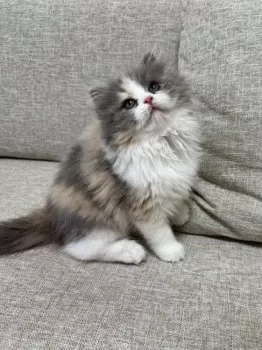 tennonMOM 様のお迎えした子猫