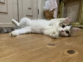 月 様のお迎えした子猫