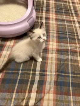T.JYA 様のお迎えした子猫