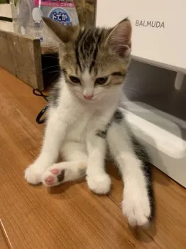 ヤマサキ 様のお迎えした子猫