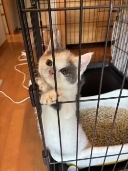 まっちゃん 様のお迎えした子猫