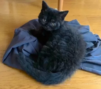 M.A 様のお迎えした子猫