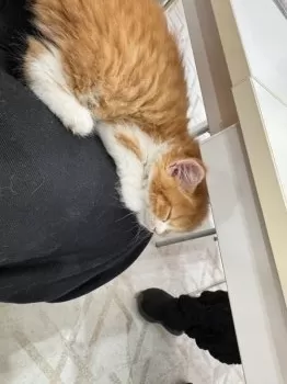H.S 様のお迎えした子猫