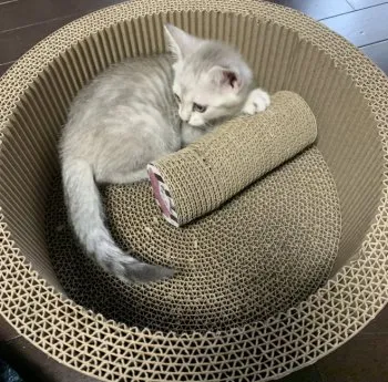 N.M 様のお迎えした子猫