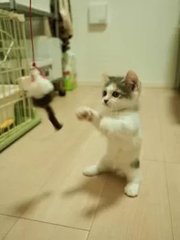 A.K 様のお迎えした子猫