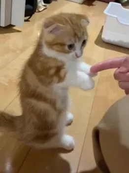 みか 様のお迎えした子猫