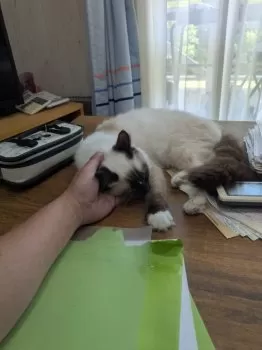 Y.S 様のお迎えした子猫