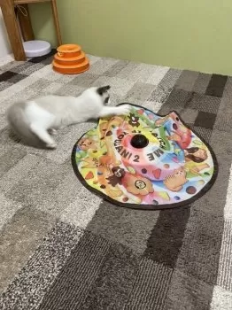 TT 様のお迎えした子猫