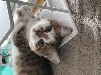 凛 様のお迎えした子猫