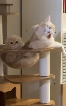 Itotakaaki 様のお迎えした子猫