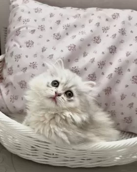 レミオ 様のお迎えした子猫