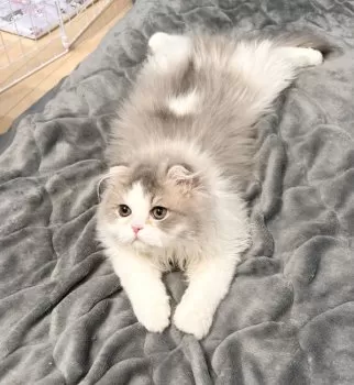 りり 様のお迎えした子猫