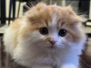 ぴーまる 様のお迎えした子猫