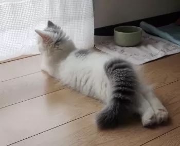 H.J 様のお迎えした子猫