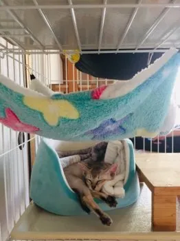 BRAVO 様のお迎えした子猫