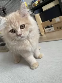ちぴ 様のお迎えした子猫