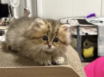 say 様のお迎えした子猫