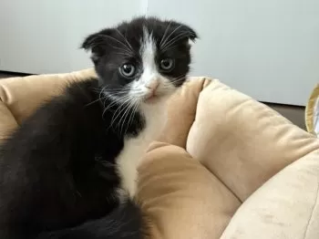 A.K 様のお迎えした子猫