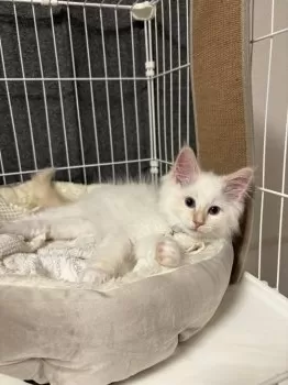 K.O 様のお迎えした子猫