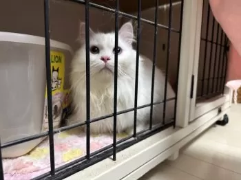 snowcat 様のお迎えした子猫