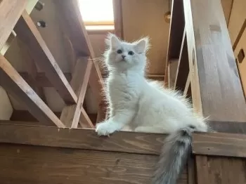 T.H 様のお迎えした子猫