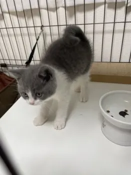 ひでさん 様のお迎えした子猫