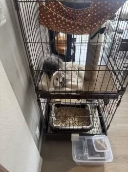Y.K 様のお迎えした子猫