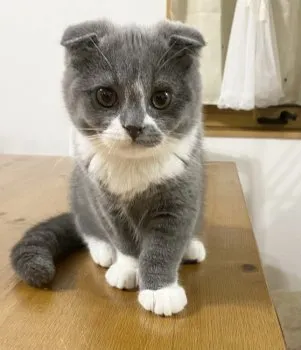 とっと君 様のお迎えした子猫