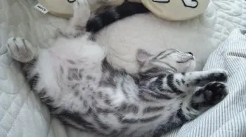 モモ君とプー 様のお迎えした子猫