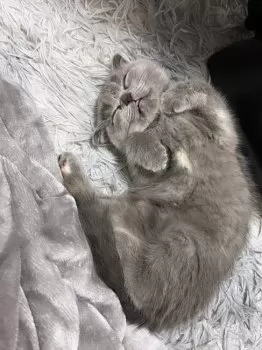T.K 様のお迎えした子猫